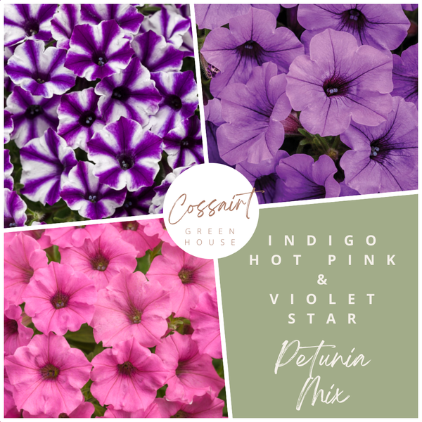 10" Petunia Hanging Basket