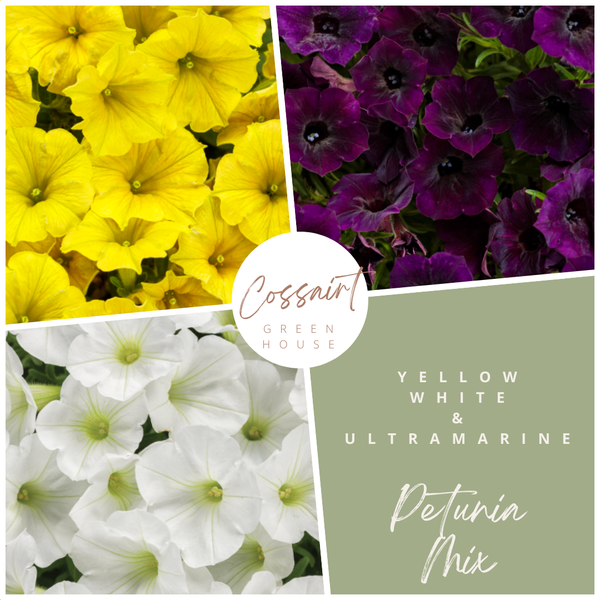 10" Petunia Hanging Basket