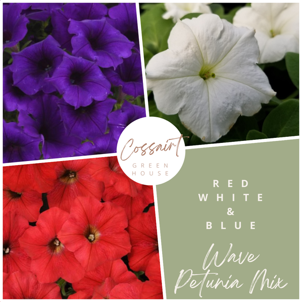 12" Wave Petunia Hanging Basket
