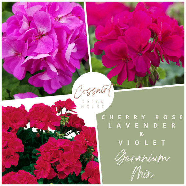 10" Geranium Pots