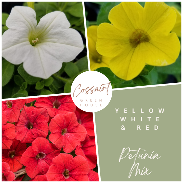 10" Petunia Hanging Basket
