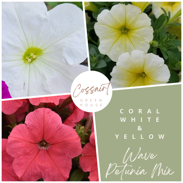12" Wave Petunia Hanging Basket