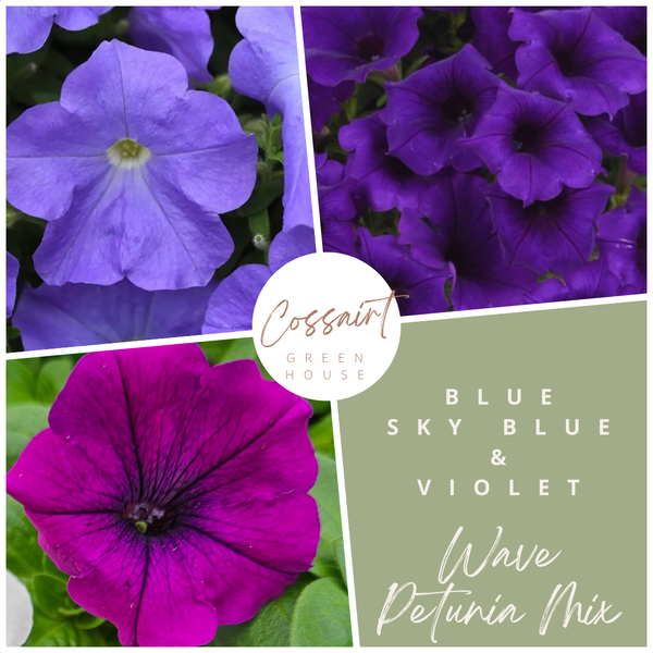 12" Wave Petunia Hanging Basket