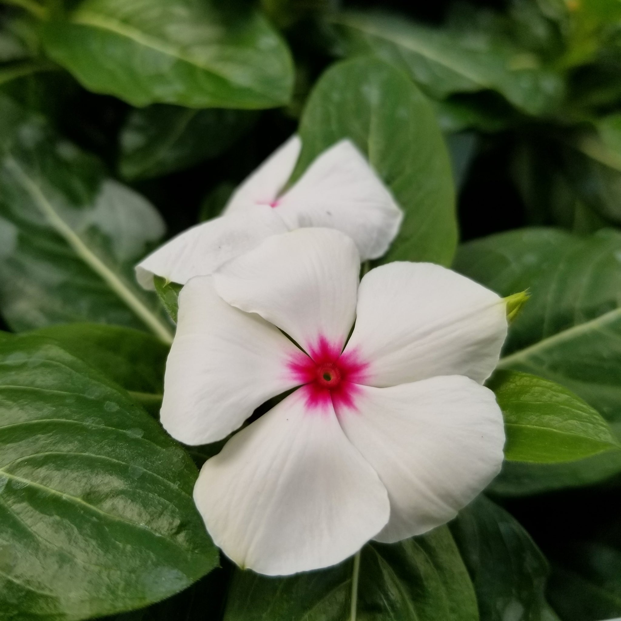3" Annual - Periwinkle (Vinca)