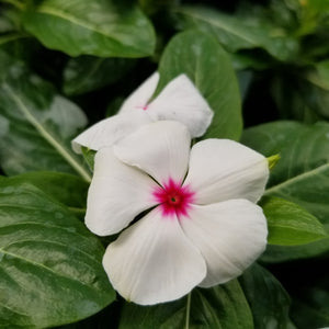 3" Annual - Periwinkle (Vinca)