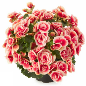 4" Annual - Reiger Begonia