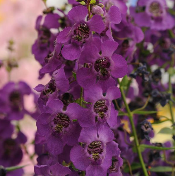 4" Annual - Angelonia
