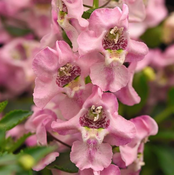 4" Annual - Angelonia