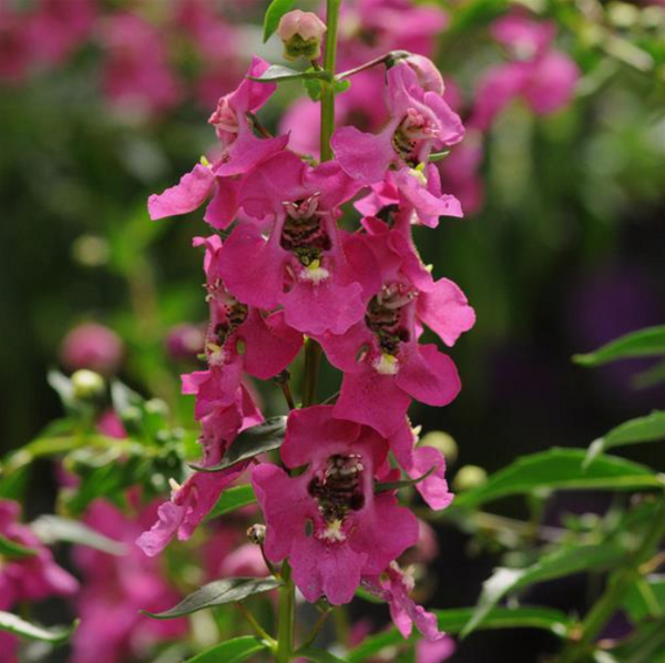 4" Annual - Angelonia
