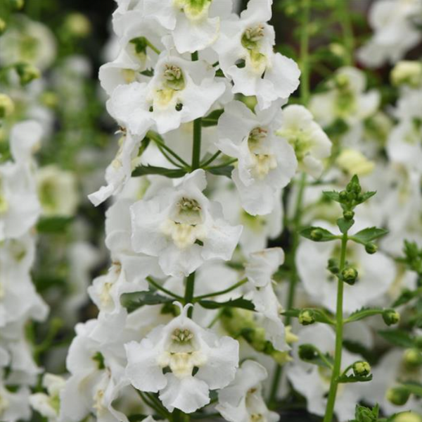 4" Annual - Angelonia