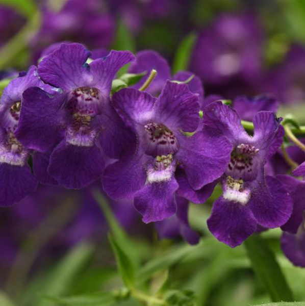 4" Annual - Angelonia