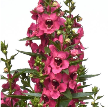 4" Annual - Angelonia