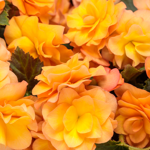 10" Solenia Begonia Hanging Basket