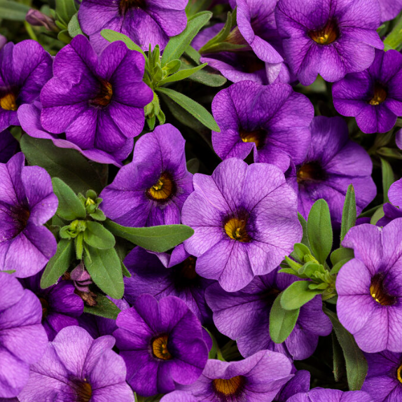10" Calibrachoa Hanging Basket