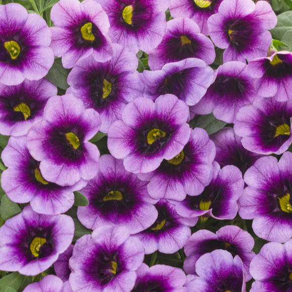 4" Annual - Calibrachoa