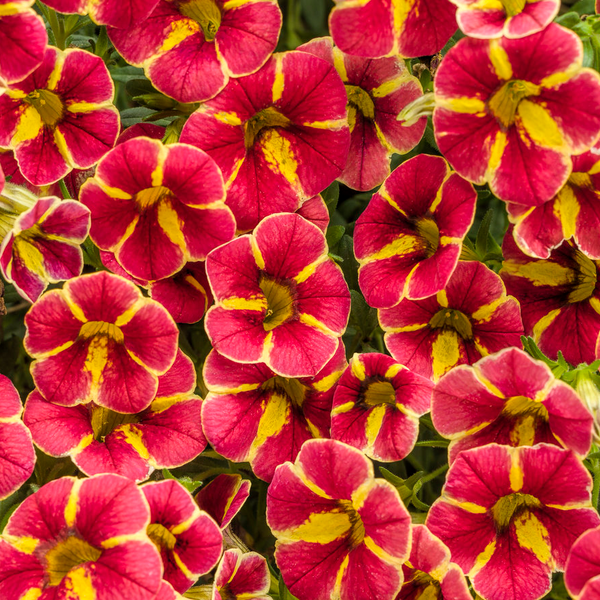 10" Calibrachoa Hanging Basket