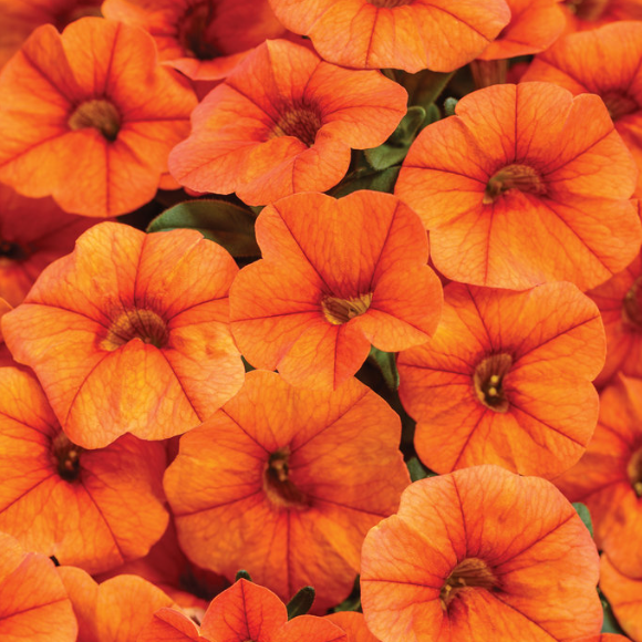 4" Annual - Calibrachoa