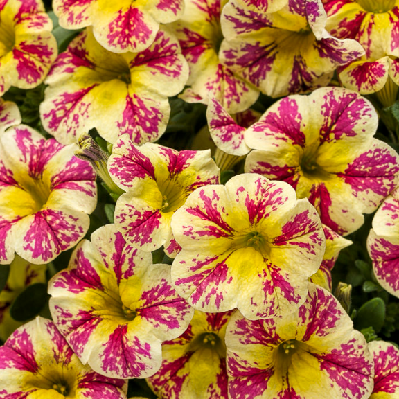 4" Annual - Calibrachoa