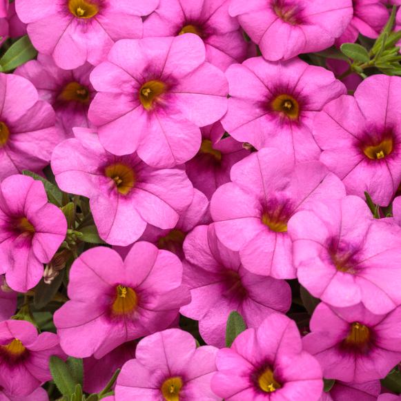 4" Annual - Calibrachoa