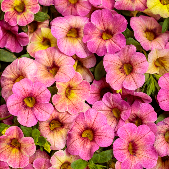 4" Annual - Calibrachoa