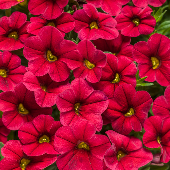 10" Calibrachoa Hanging Basket