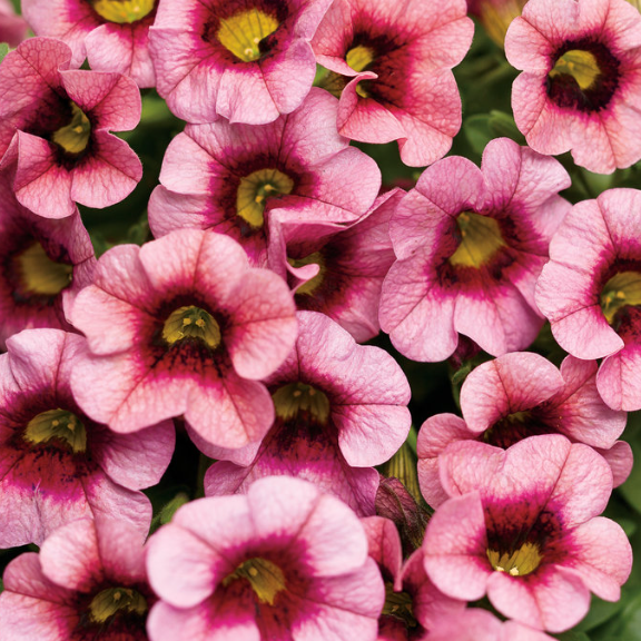 10" Calibrachoa Hanging Basket