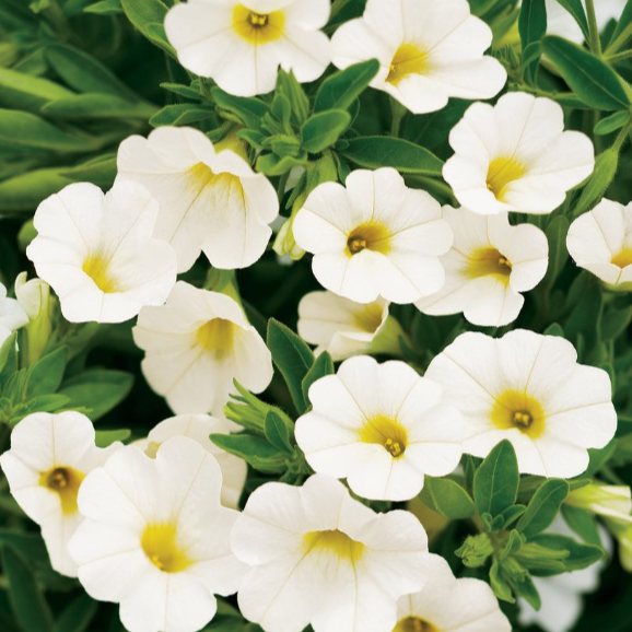 4" Annual - Calibrachoa