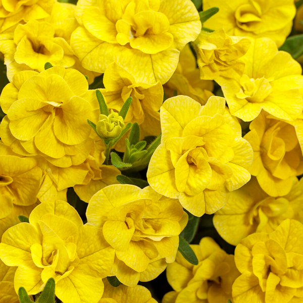 10" Calibrachoa Hanging Basket