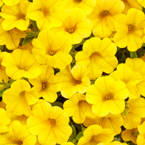 10" Calibrachoa Hanging Basket