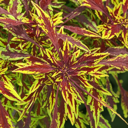 4" Annual - Coleus