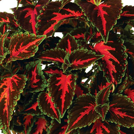 4" Annual - Coleus