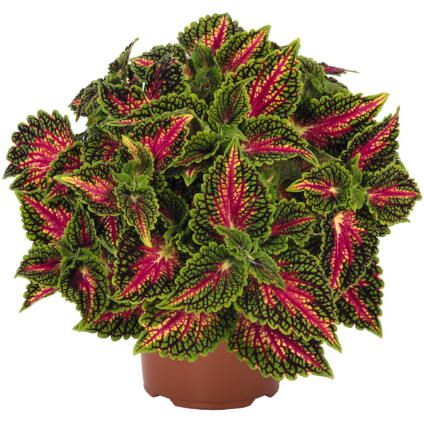 4" Annual - Coleus