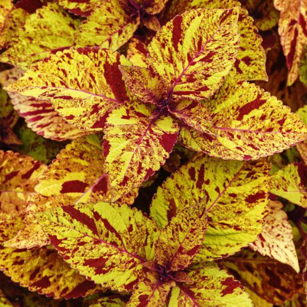 4" Annual - Coleus