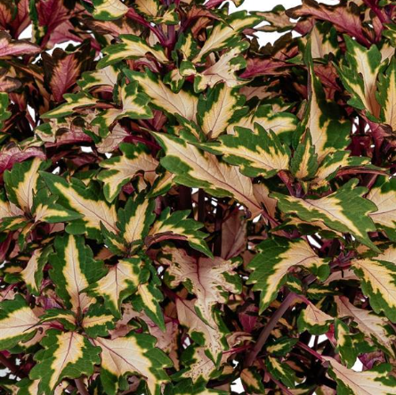 4" Annual - Coleus