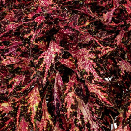 4" Annual - Coleus