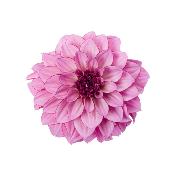 4" Annual - Dahlia