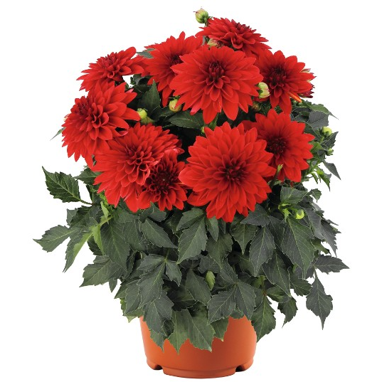 4" Annual - Dahlia