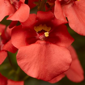 4" Annual - Diascia