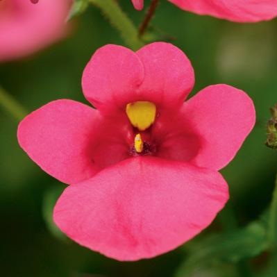 4" Annual - Diascia
