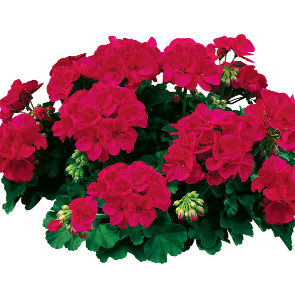 10" Geranium Hanging Basket