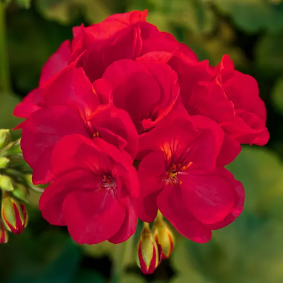 4" Annual - Geranium