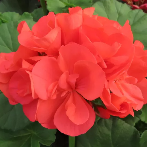 4" Annual - Geranium