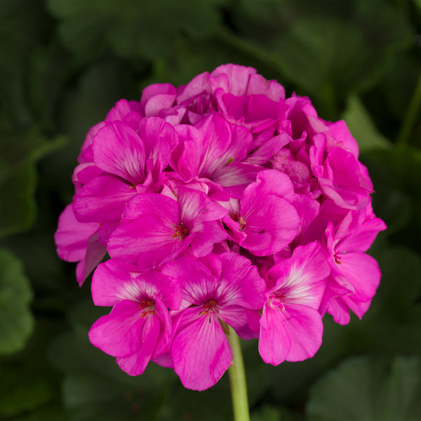 10" Geranium Pots