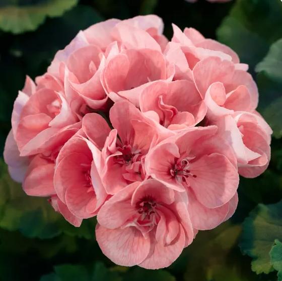 4" Annual - Geranium