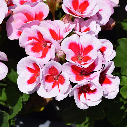 10" Geranium Pots