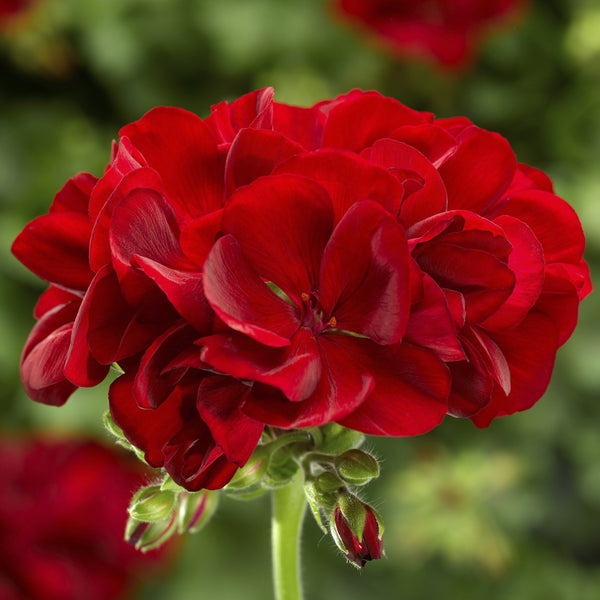 10" Geranium Hanging Basket