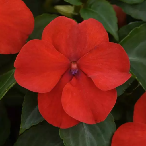 3" Annual - Impatiens