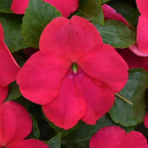 3" Annual - Impatiens