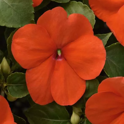 3" Annual - Impatiens