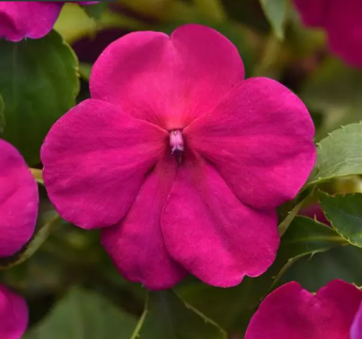 3" Annual - Impatiens